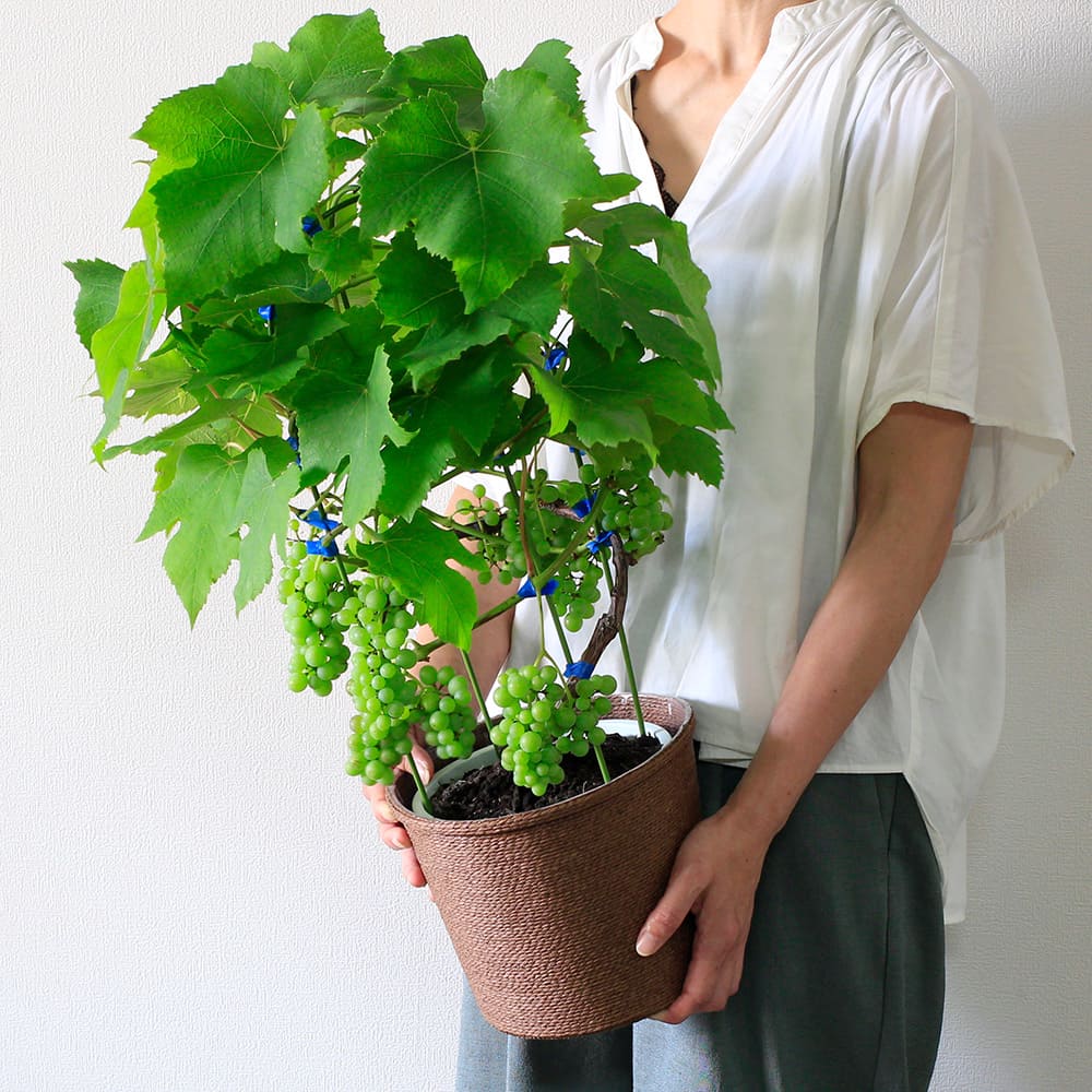 鉢植え