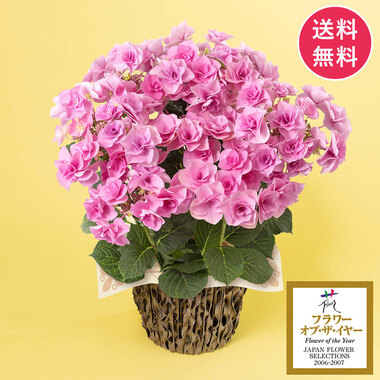 鉢植え 母の日 鉢植え「アジサイ フェアリーアイ」