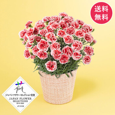 鉢植え 母の日 鉢植え「カーネーション いちごホイップ」