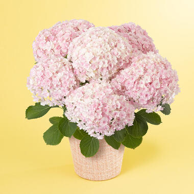鉢植え